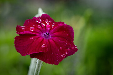 Single Crimson Garden Flower with Raindrops – Botanical Macro Image with Elegant Color Contrast...