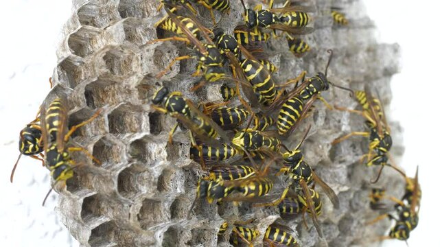 Close-up footage of a digger wasp and its nest, a european species of wasp belonging to the Vespa genus.