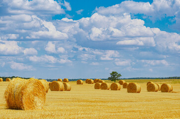 Harvested straw field in summer scenery