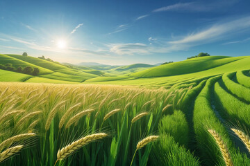 Green hills meet golden wheat fields under a blue sky. Sunlight bathes this beautiful, tranquil rural landscape, symbolizing nature's abundance.