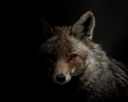 Red fox portrait