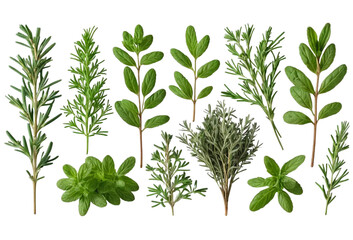 Dried and fresh herb sprigs PNG set, cutout isolated on transparent background. Includes rosemary, thyme, basil, mint, parsley in dried and fresh forms for culinary, recipe, and design decoration use.