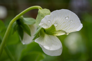 Close-up of White Pea Flower with Green Veins in Soft Focus – Delicate Garden Macro with Natural...