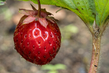 Macro Shot of Fresh Strawberry Ready to Harvest – Natural Organic Fruit with Soil and Leaves...