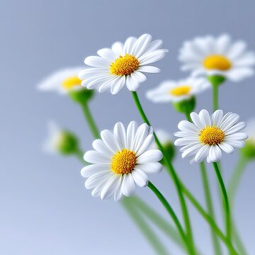 Fototapeta Soft Focus White Daisies on Light Background