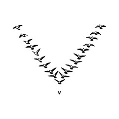Obraz premium Birds Flying in V Formation - Migratory Flock Symbol