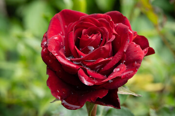 eep Red Rose with Water Droplets – Close-Up Symbol of Love and Romance