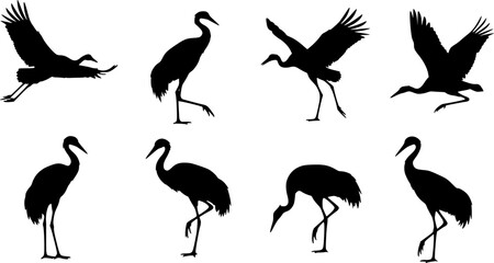 Fototapeta premium black silhouette of crane, various poses, flying, standing, vector illustration