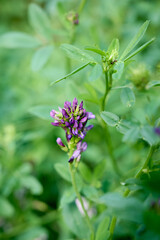 Flowering purple alfalfa (Medicago sativa) plant on green field.