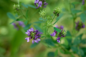 Flowering purple alfalfa (Medicago sativa) plant on green field.