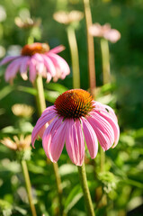 Pink Echinacea flowers in the garden. Herbal plant. Echinacea purpurea.