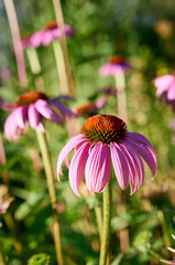 Pink Echinacea flowers in the garden. Herbal plant. Echinacea purpurea.