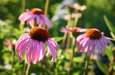 Pink Echinacea flowers in the garden. Herbal plant. Echinacea purpurea.