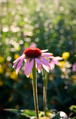 Pink Echinacea flowers in the garden. Herbal plant. Echinacea purpurea.