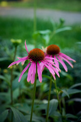 Pink Echinacea flowers in the garden. Herbal plant. Echinacea purpurea.