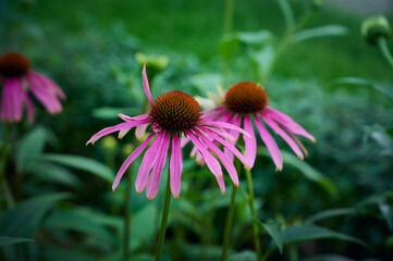 Pink Echinacea flowers in the garden. Herbal plant. Echinacea purpurea.