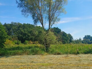 ladder by the tree