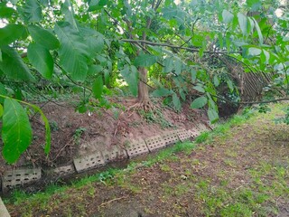 roots 2