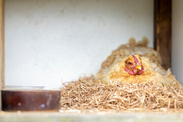 A hen sitting in a domestic chicken coop on eggs in a straw nest. Hatching chicks on a farm. Breeding domestic animals