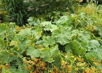 Fresh green lady's mantle leaves with dew drops and yellow flowers in a dense summer garden under...