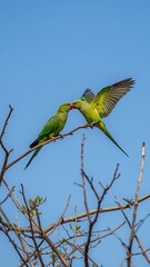 blue and yellow macaw