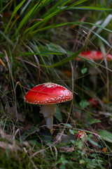 Red fly agaric mushroom in grass, vivid and iconic