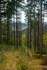 Autumn-yellow tree among pines and grass, vivid seasonal contrast
