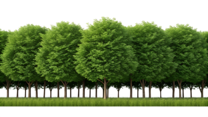 green tree isolated on white background