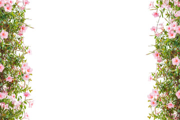 Pink flower frame isolated