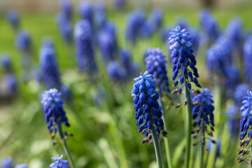Blue Muscari flowers bloomed in spring in the park