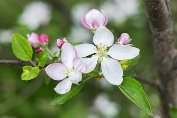 Blooming apple tree in spring time
