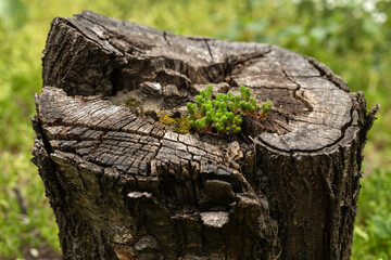 Obraz premium Tree stump in the forest