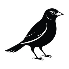 A striking silhouette of a black bird likely a common grackle or starling depicted in a clean graphic illustration against a stark white background