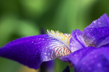 iris flower with macro detail. Beautiful purple flower with water drops on petals on dark blurred background