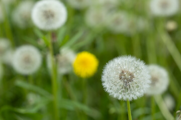 White Dandelion flower close up. Nature background. Fluffy flower. Fluffy dandelion head.