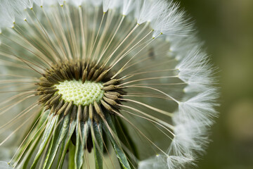 macro shot of dandelion close up