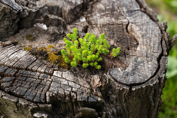 Sedum sexangulare growing from an old stump
