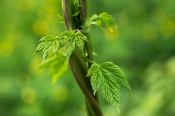 Hops vine plant young leaves in spring