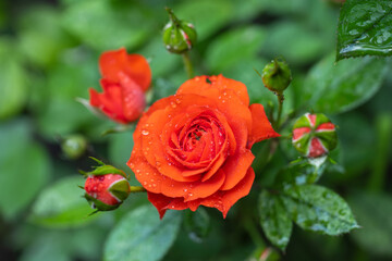 Rose buds in the garden over natural background after rain