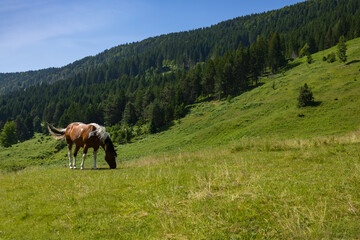 peaceful rural scene with brown and white horse grazing freely in alpine mountains with lush green meadow and dense forest