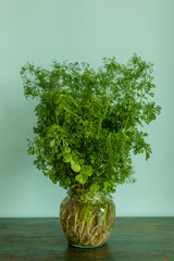 A freshly harvested bunch of coriander with roots in a glass jar with water on a rustic wooden table. Plain peppermint color background. 