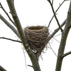 Nest made of twigs, placed between three bare-branched trees,