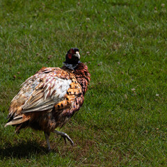 Male pheasant walking across a grassy area