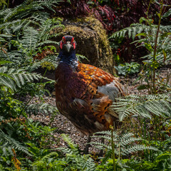 Male pheasant standing in amongst ferns and bracken.