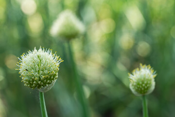 green chinese onion blooming at field