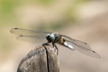 A dragonfly flaps on an aloe tip
