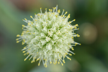 Green onion blooming in the garden. Spring season
