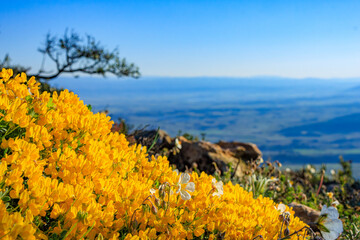 Early morning landscape from the top of Mount Alaric in the South of France. Garrigue, rocks, horizon, and the snow-capped Pyrenees.