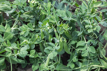 Ripe green pea pods in the garden. Natural and healthy vegetables
