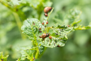 Colorado potato beetle larvae on eaten away potato leaf
